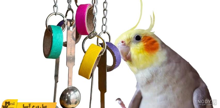 انواع عروس هلندی ، نژاد ها و رنگهای عروس هلندی انواع عروس هلندی ، نژاد ها و رنگهای عروس هلندی
