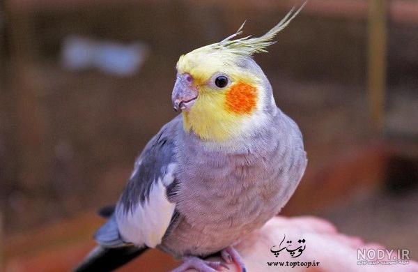 دوبله خنده دار عروس هلندی دوبله خنده دار عروس هلندی