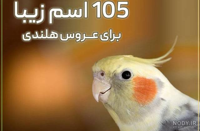 راهنمای کامل خرید عروس هلندی سالم و خوب ( با عکس ) – کوروک راهنمای کامل خرید عروس هلندی سالم و خوب ( با عکس ) – کوروک