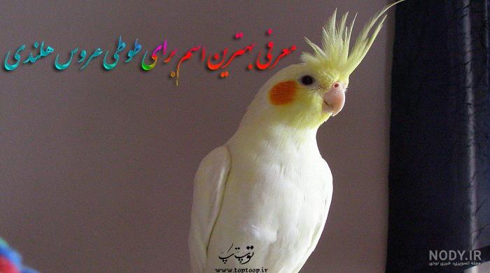 عروس هلندی کیوت و زیبا ، ویدیوی زیبا با موقعیت های خنده دار عروس هلندی کیوت و زیبا ، ویدیوی زیبا با موقعیت های خنده دار