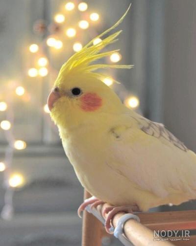 عکس کیوت از عروس هلندیا🦜 - تستچی عکس کیوت از عروس هلندیا🦜 - تستچی