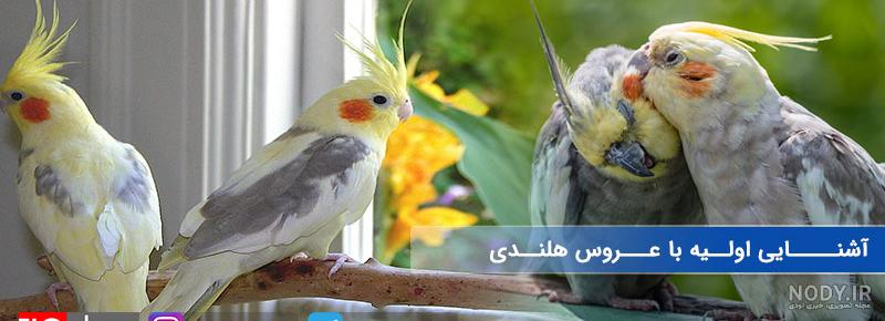 عکس کیوت عروس هلندی برای پروفایل - عکس نودی عکس کیوت عروس هلندی برای پروفایل - عکس نودی