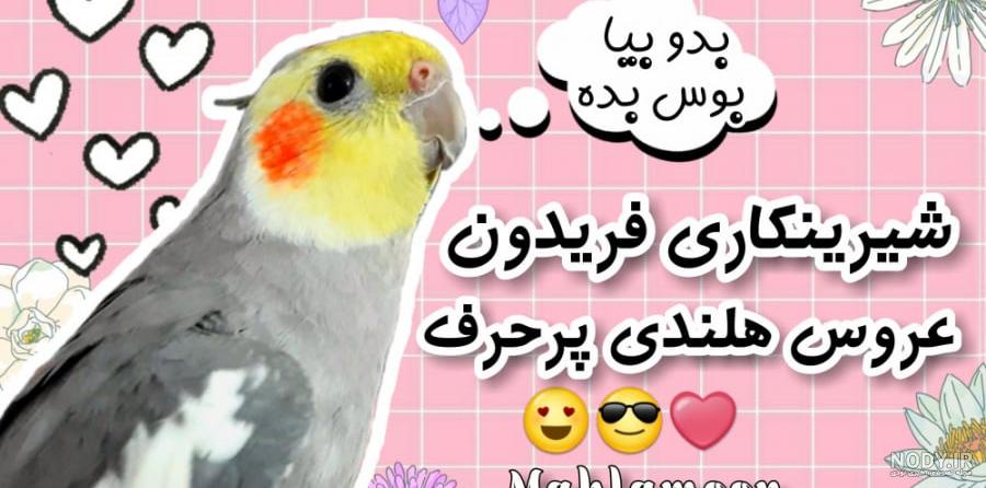 والپیپر کارتونی عروس هلندی والپیپر کارتونی عروس هلندی