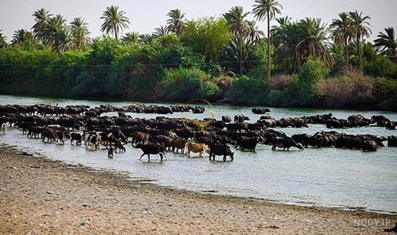 31 تا از بهترین اماکن دیدنی و جذاب شهر کربلا 31 تا از بهترین اماکن دیدنی و جذاب شهر کربلا