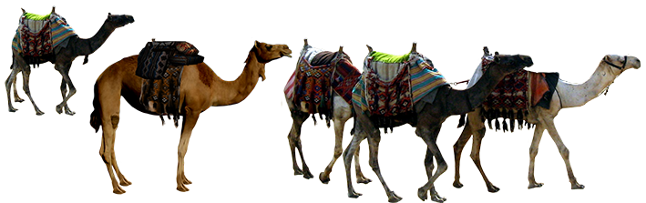 عکس از کاروان کربلا