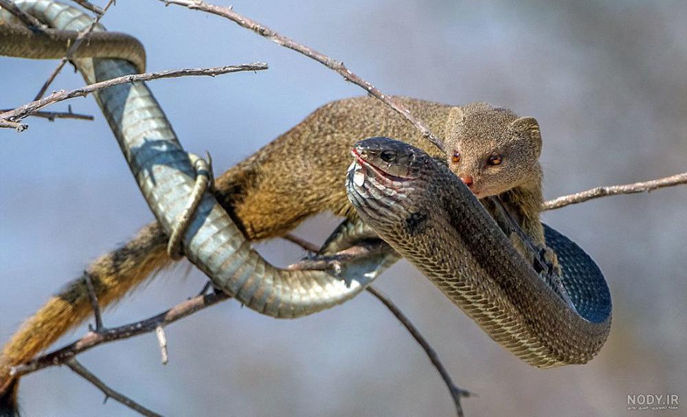 عکس / بازی موش های صحرایی با آدم برفی ها در سرمای منفی 15 درجه سانتیگراد -  تسنیم