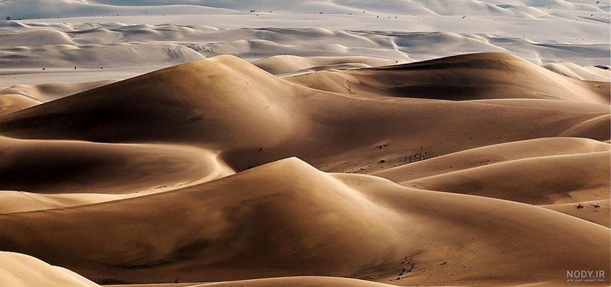 عکس خرگوش صحرایی