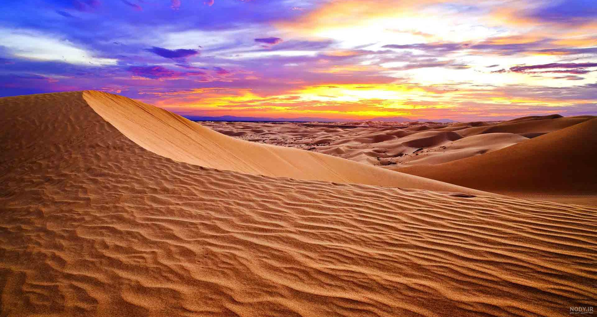 عکس موش صحرایی بزرگ