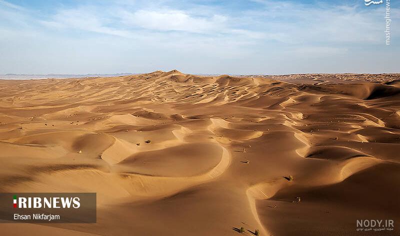 عکس موش صحرایی واقعی و ترسناک با کیفیت بالا