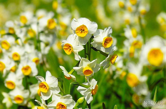  عکس دختر با گل نرگس برای پروفایل