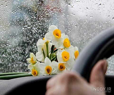 عکس دختر با گل نرگس برای پروفایل
