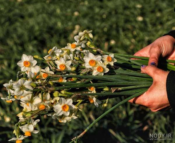  عکس دختر با گل نرگس برای پروفایل