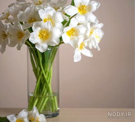  عکس دختر با گل نرگس برای پروفایل