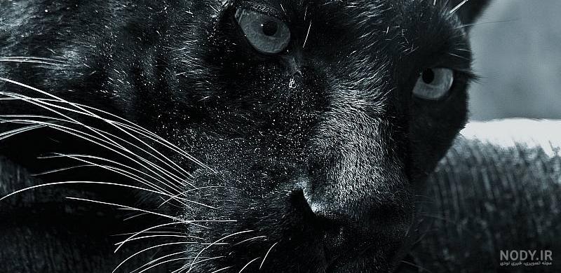  عکس جگوار سیاه وحشی