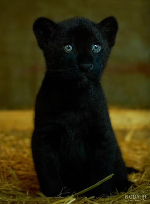  عکس جگوار سیاه وحشی