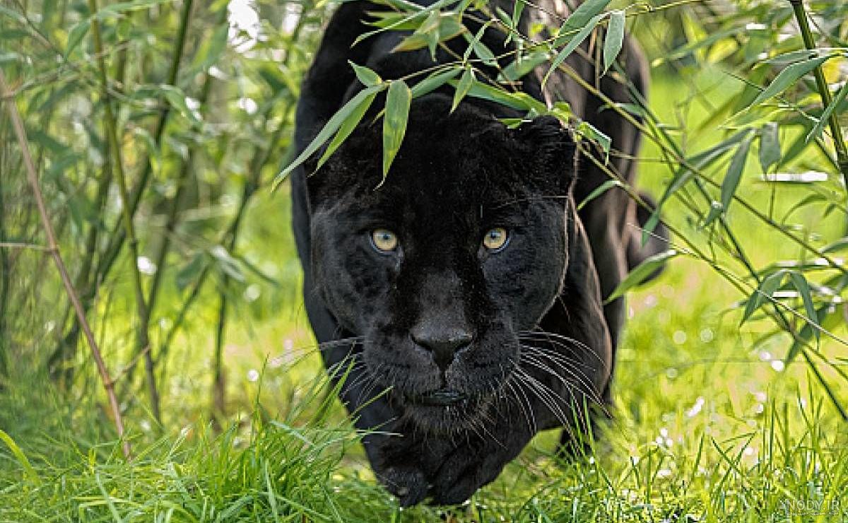  عکس جگوار سیاه وحشی