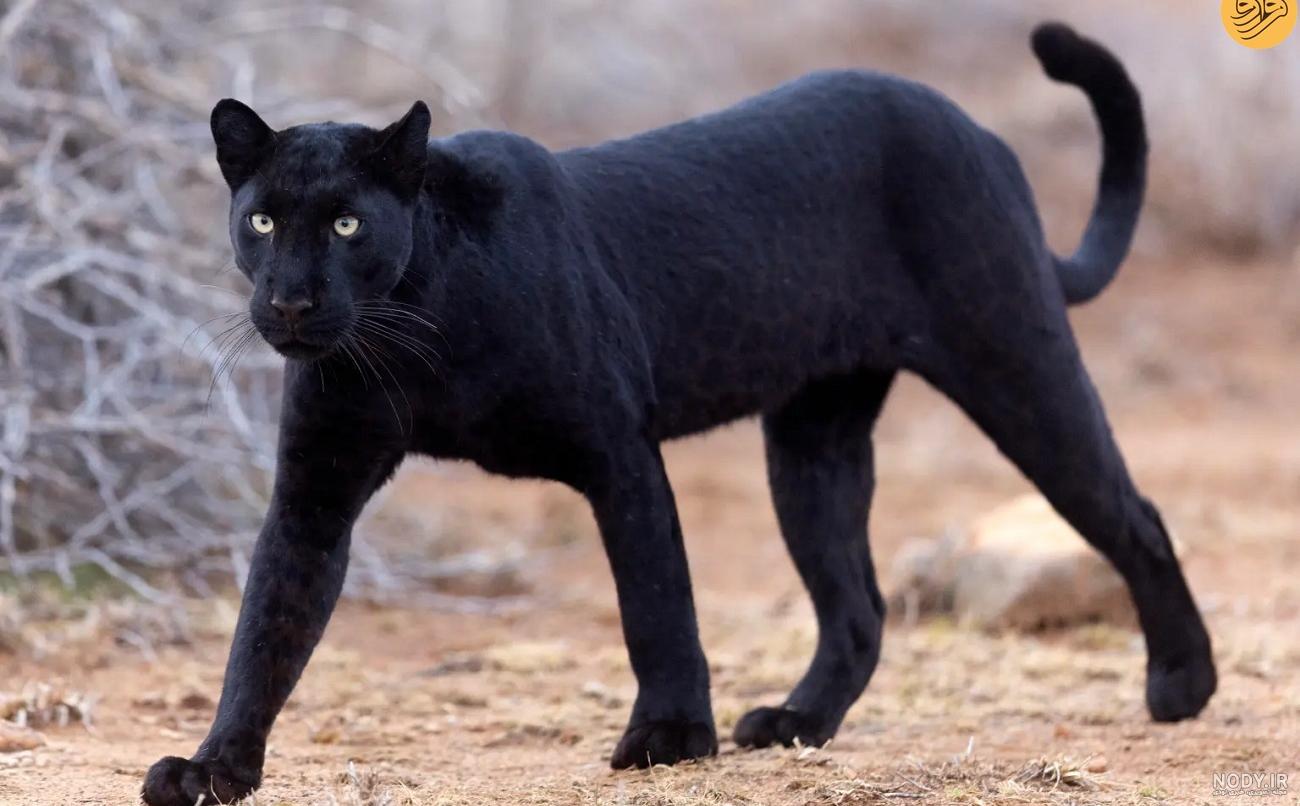  عکس جگوار سیاه وحشی