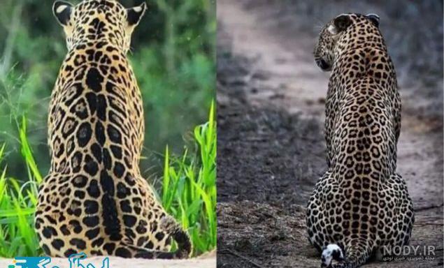  عکس جگوار سیاه وحشی