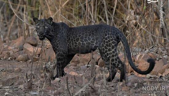  عکس جگوار سیاه وحشی