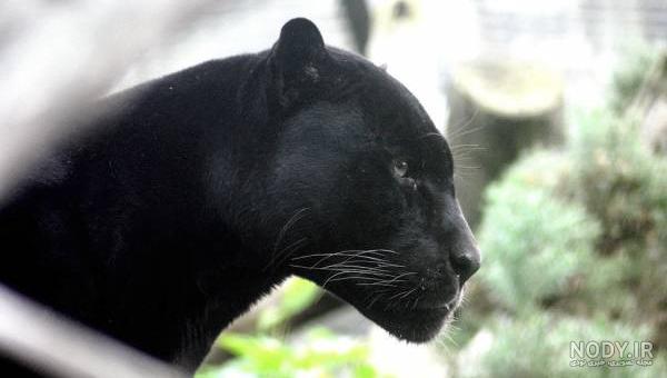  عکس جگوار سیاه وحشی