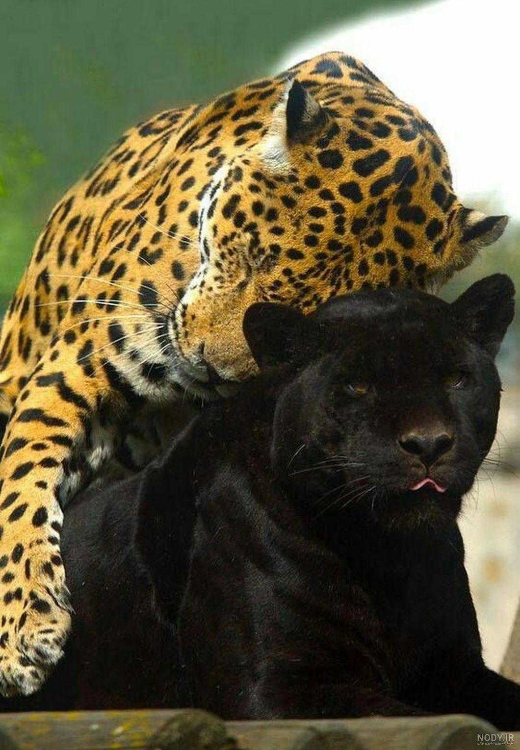  عکس جگوار سیاه وحشی