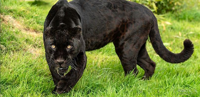  عکس جگوار سیاه وحشی