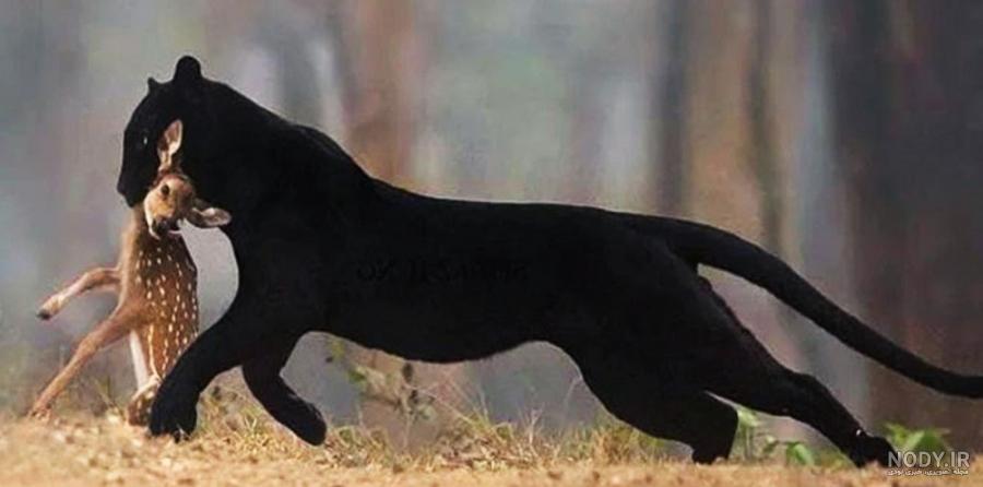 عکس جگوار سیاه وحشی