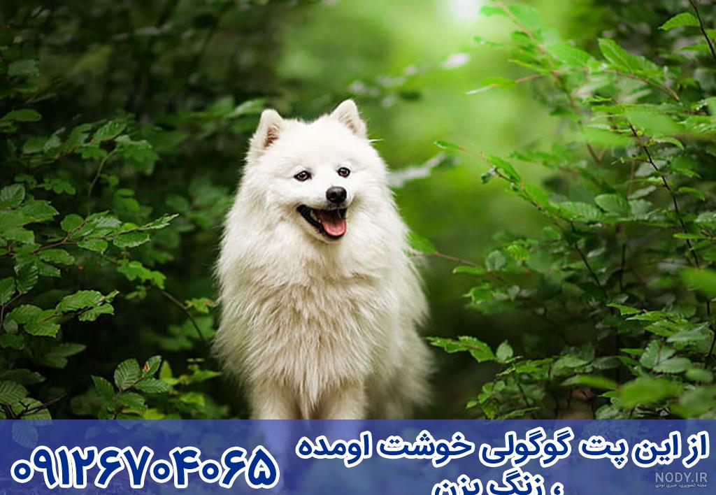 آشنایی با نژاد سگ اشپیتز[+عکس و قیمت] - پت98