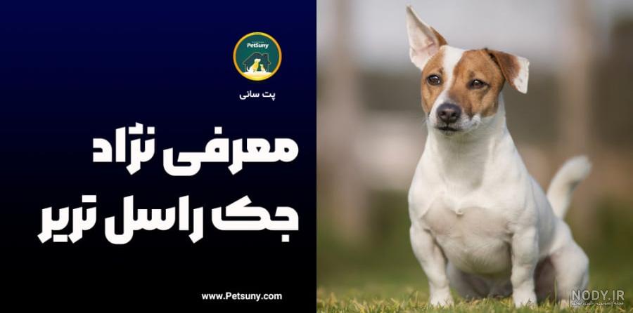 جک راسل تریر (آشنایی کامل با این سگ شکاری جذاب و دوست داشتنی)-فارسی پت