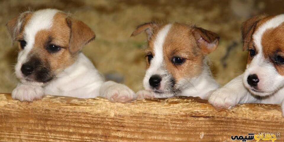 جک راسل تریر - معرفی و مشخصات سگ Jack Russell Terrier - پت سانی