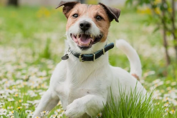 سگ جک راسل (Jack Russell Terrier) | ماکی دام