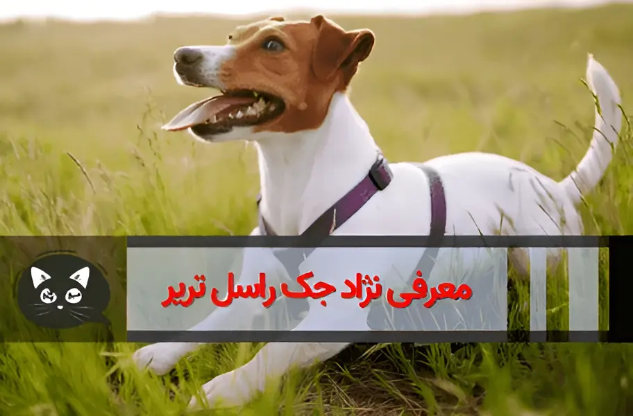 عکس توله سگ جک راسل