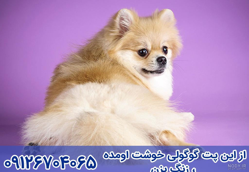 عکس سگ جک راسل اشپیتز عکس سگ جک راسل اشپیتز