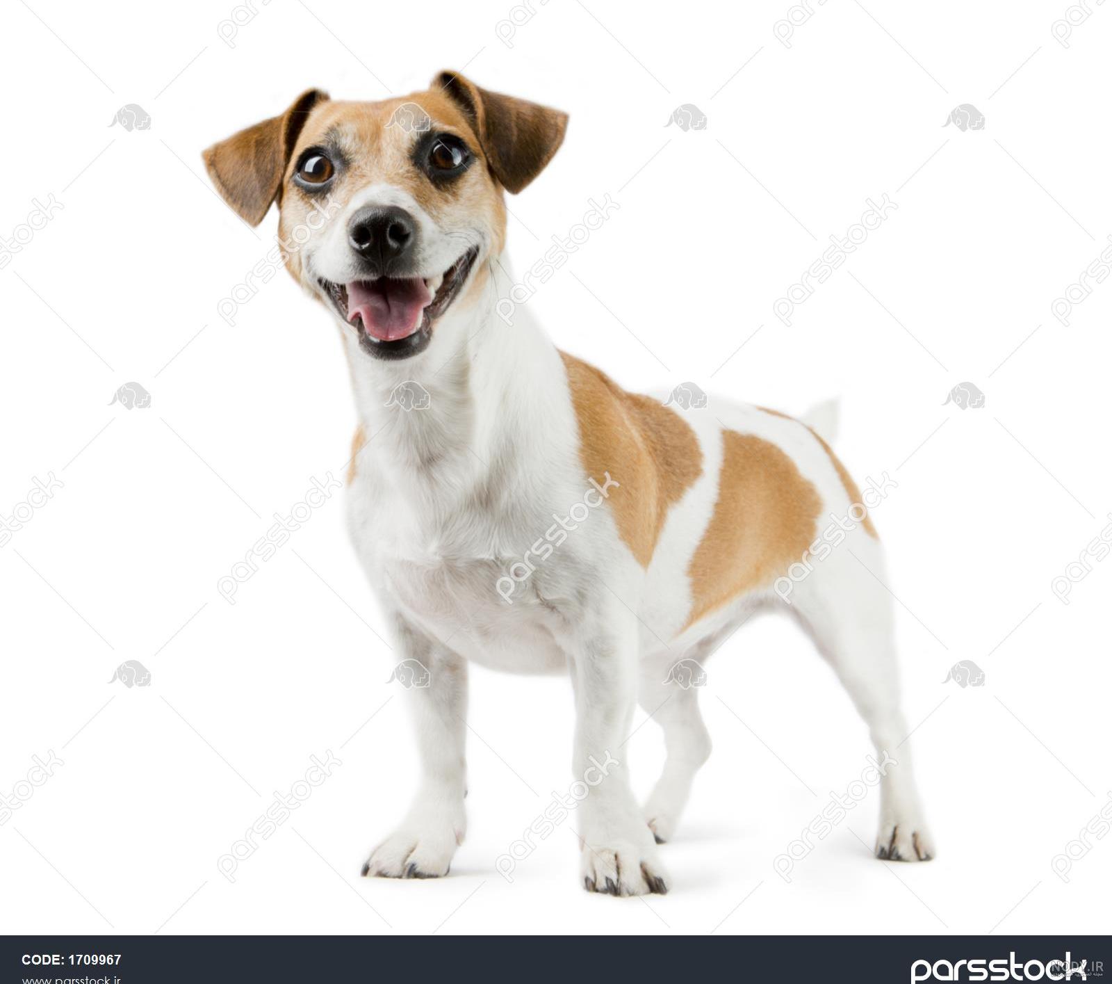 قیمت و خرید نژاد سگ جک راسل تریر | Jack Russell Terrier
