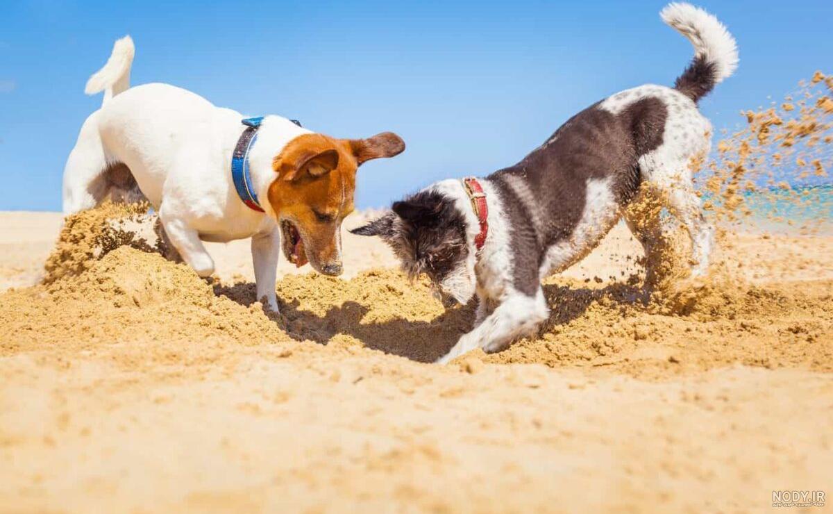 مشخصات کامل، قیمت و خرید نژاد سگ جک راسل تریر (Jack Russell Terrier) | پت  راید
