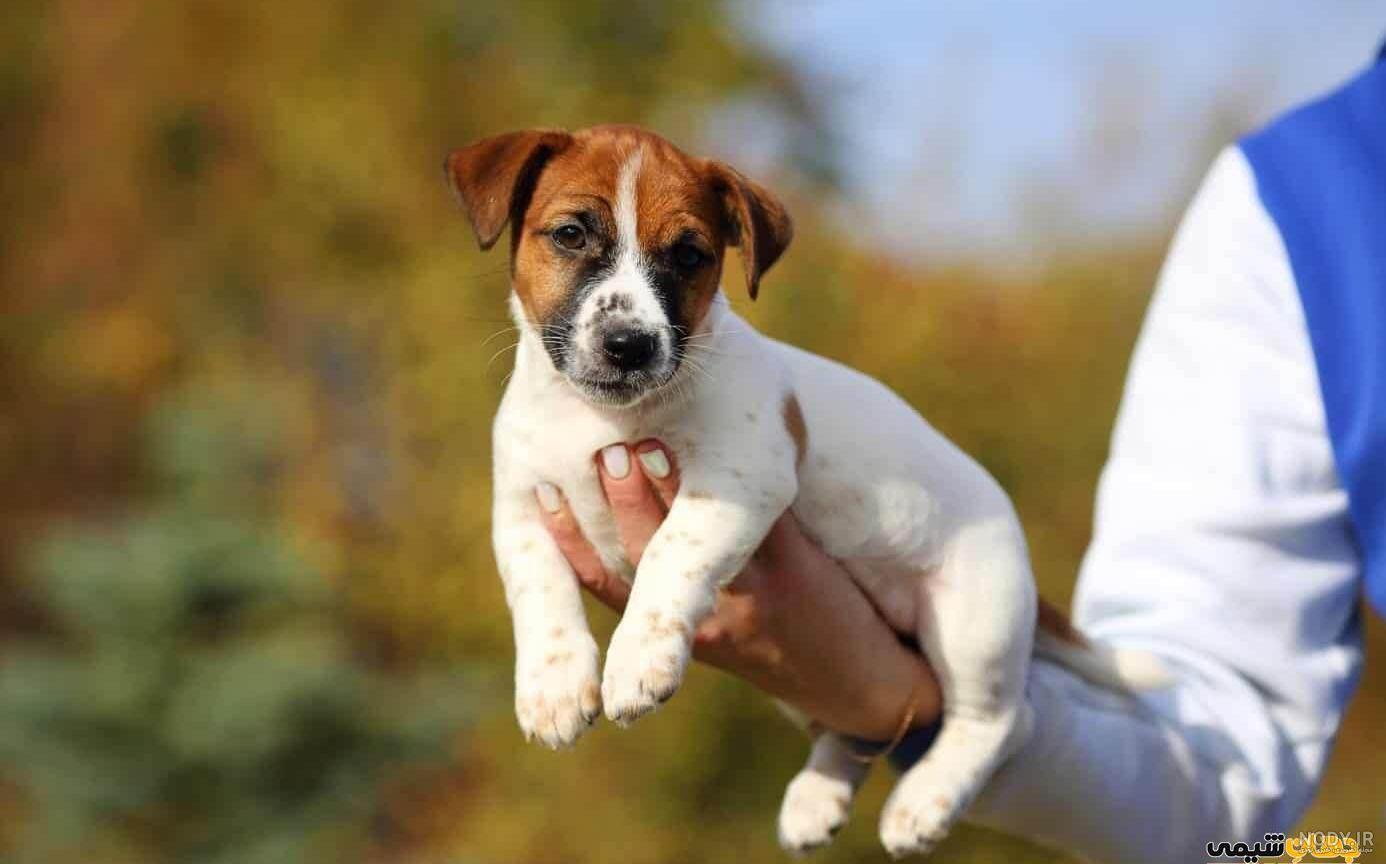 مشخصات کامل، قیمت و خرید نژاد سگ جک راسل تریر (Jack Russell Terrier) | پت  راید