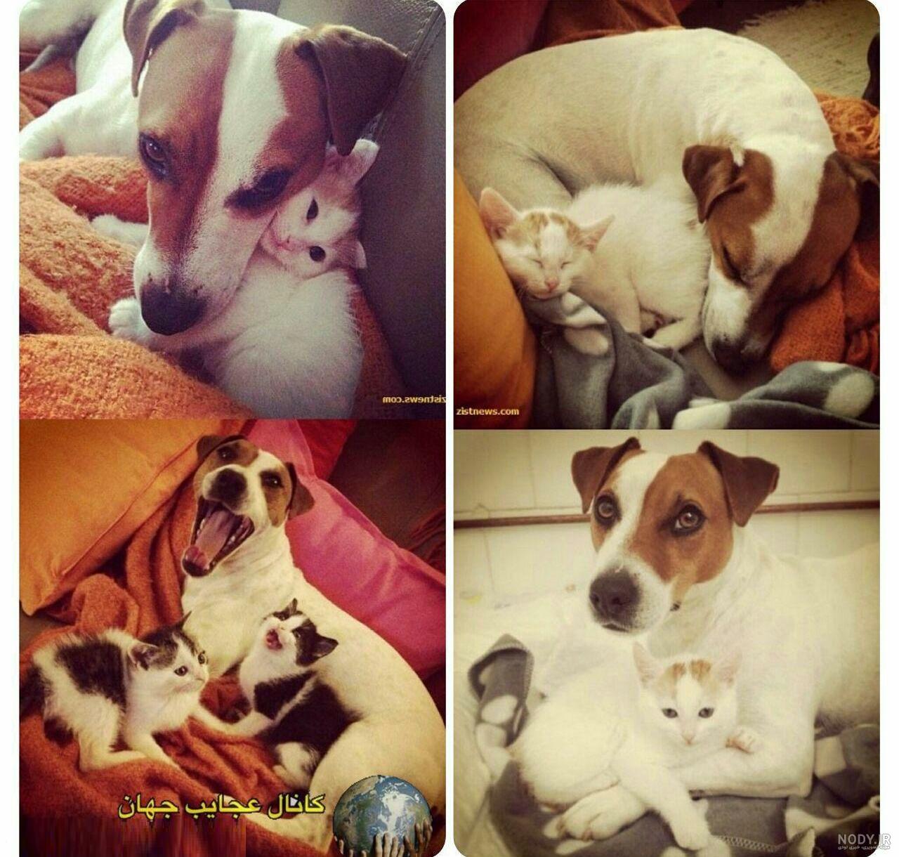 مشخصات کامل، قیمت و خرید نژاد سگ جک راسل تریر (Jack Russell Terrier) | پت  راید