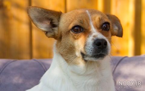 مشخصات کامل، قیمت و خرید نژاد سگ ژرمن اشپیتز (German Spitz) | پت راید مشخصات کامل، قیمت و خرید نژاد سگ ژرمن اشپیتز (German Spitz) | پت راید