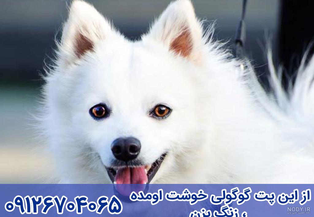 نژاد سگ جک راسل تریر؛ ویژگی‌های رفتاری، نگهداری و تربیت - پت پرس