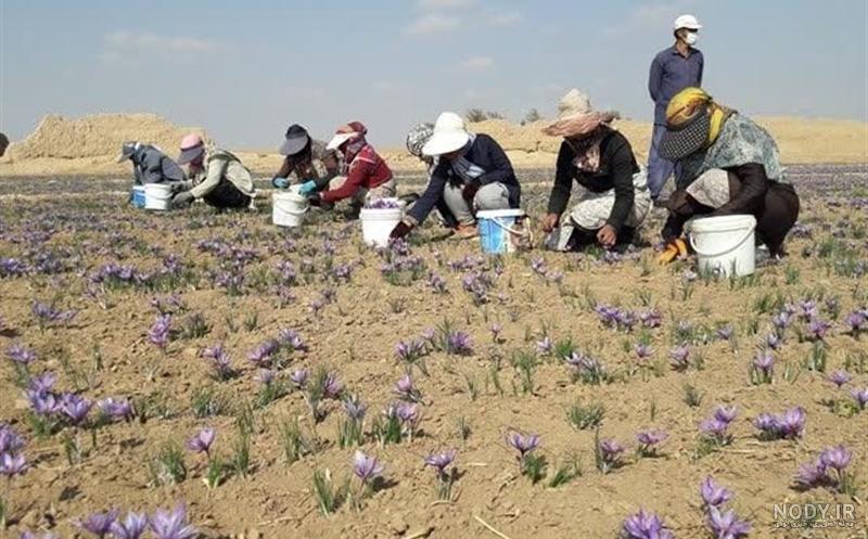 زعفران سرگل 4 گرم خاتم کادویی - سحرخیز