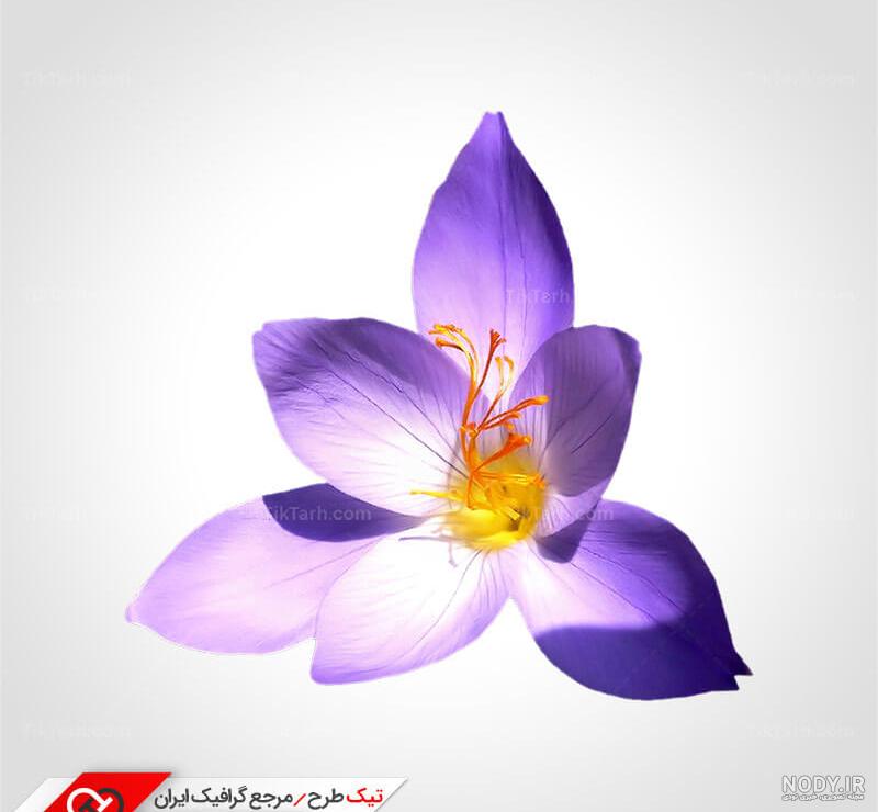 طراحی لوگو زعفران | نکات لازم برای طراحی لوگو زعفران حرفه ای