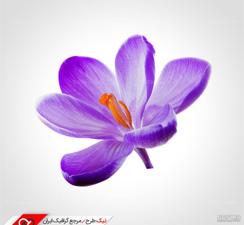طرح لایه باز پس زمینه گل زعفران | تیک طرح مرجع گرافیک ایران