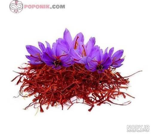 وکتور گیاه زعفران