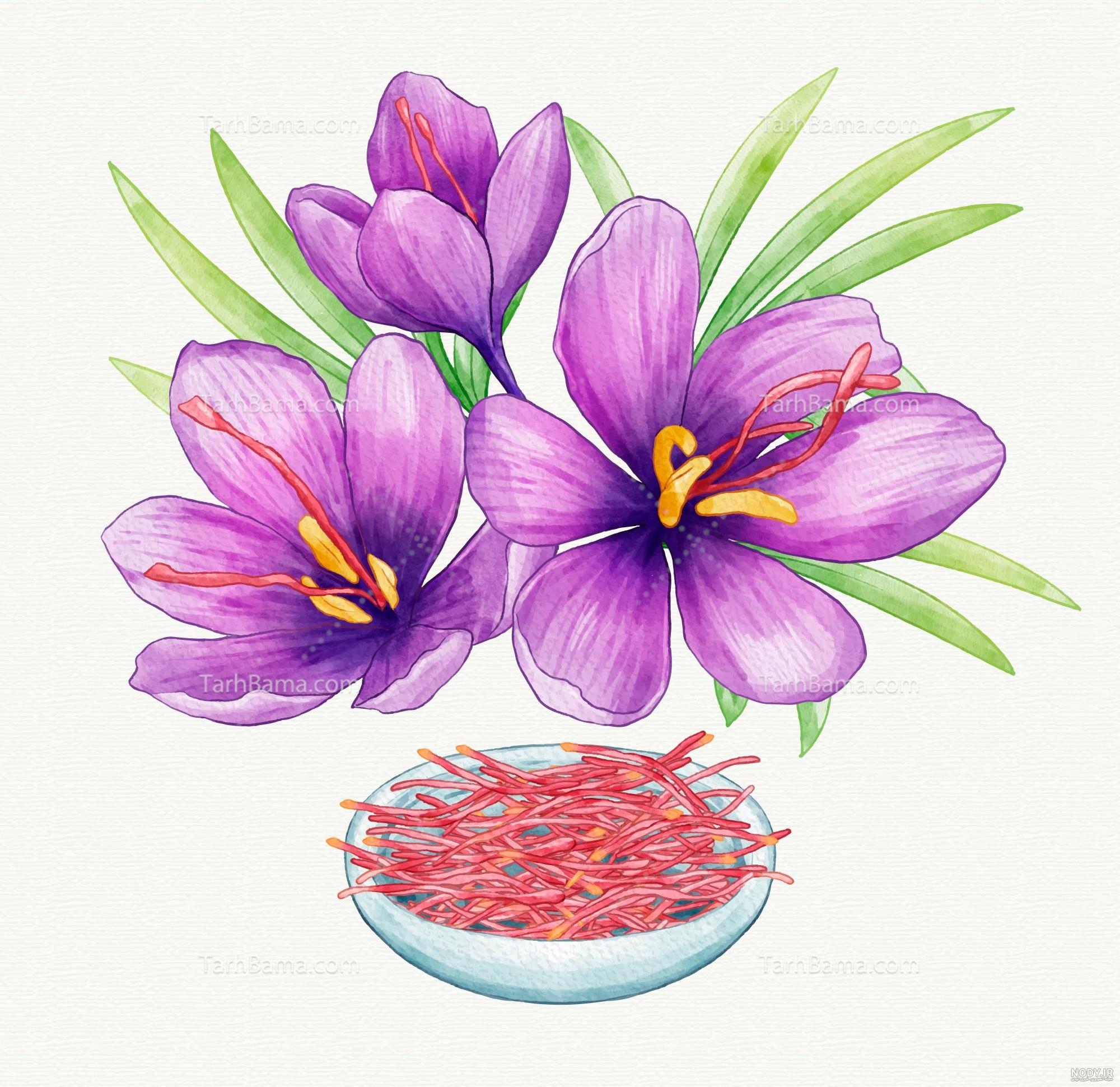گل زعفران 1402772