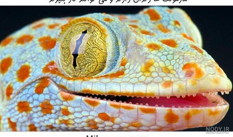 gecko عکس با کیفیت gecko و وکتور لایه باز gecko پارس استاک | شاتر استوک  پارسی