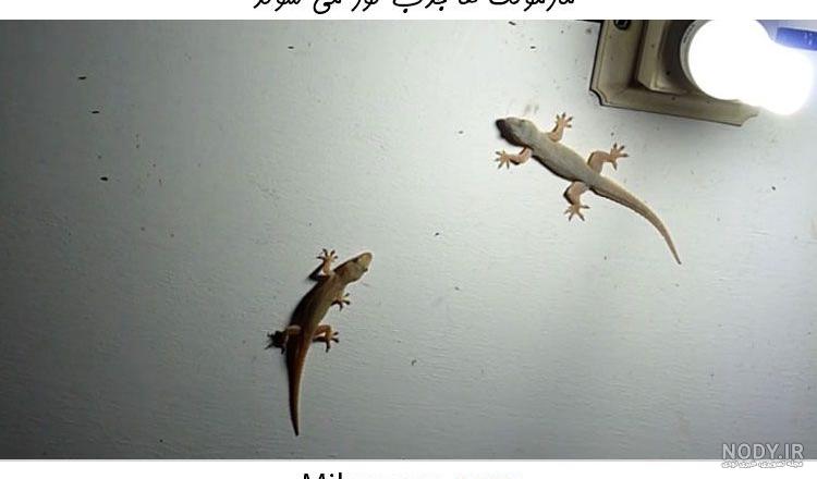 عکس مارمولک های خانگی
