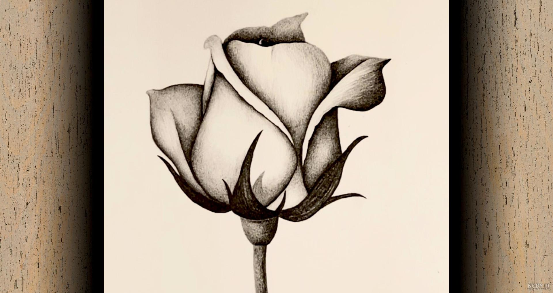 عکس نقاشی سیاه قلم ساده گل