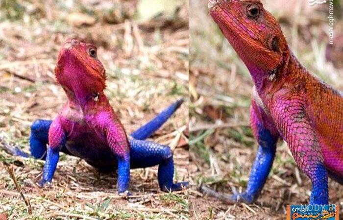 مارمولک خانگی🦎 - تستچی