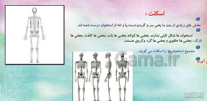 آشنایی با ساختار استخوان ها، کارکرد و رشد استخوان ها، علوم پنجم دبستان -  شرکت خلاق شباهنگ