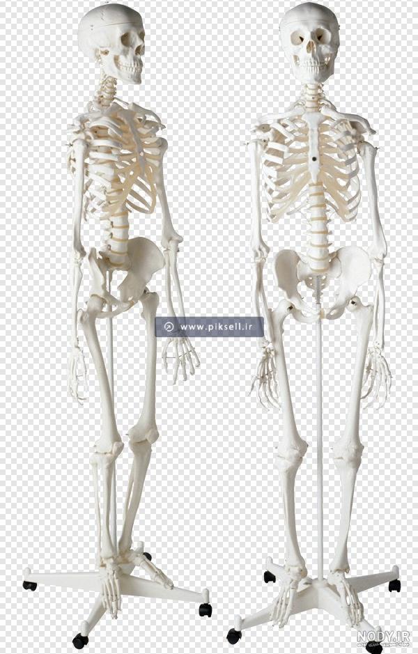 جمجمه با گل رز تصویر کشیده شده با دست 1255825 جمجمه با گل رز تصویر کشیده شده با دست 1255825